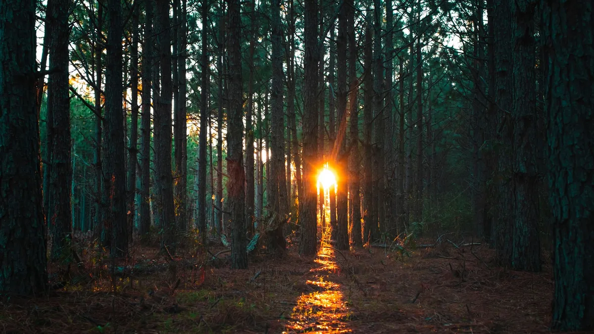 Golden sunrise filtering through a serene pine forest in Colorado Springs.