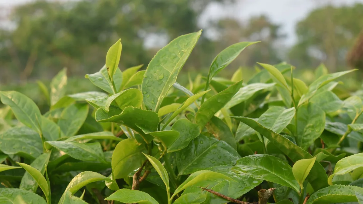 Close-up of lush tea leaves with raindrops in Sreemangal, Bangladesh's Sylhet Division.