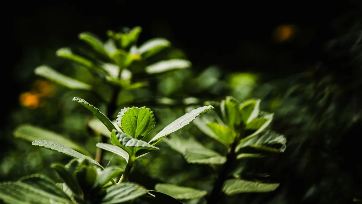 LivPure Ingredient Analysis for Weight Loss