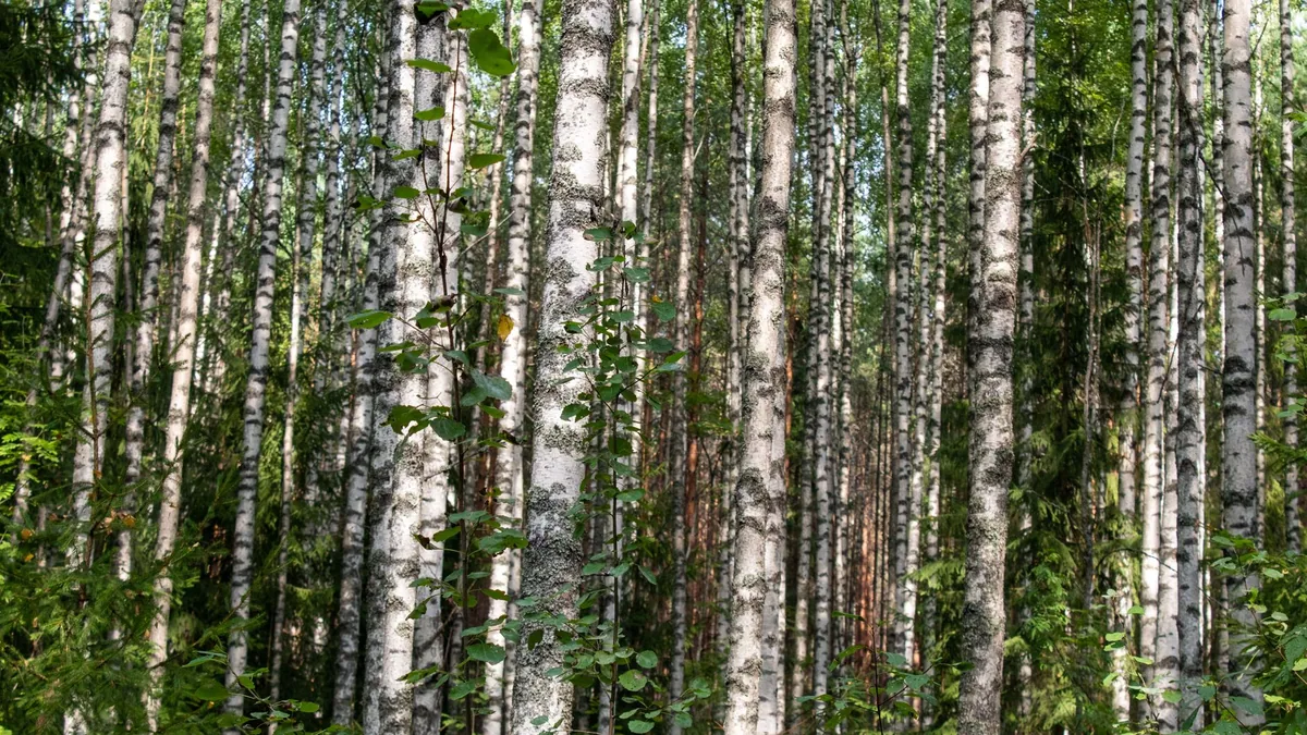 A tranquil view of tall birch trees in a lush forest setting under summer light.